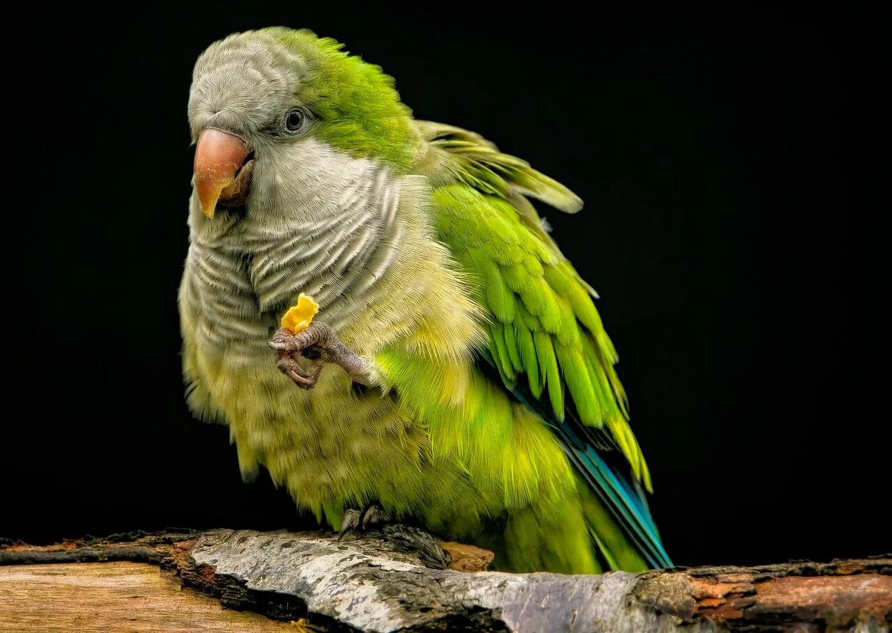 True Parrots