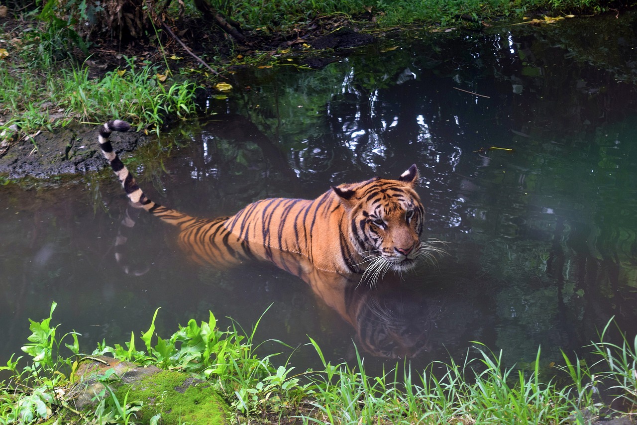 Bali Tiger