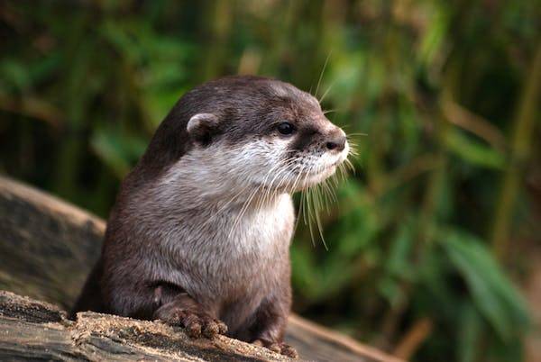 Neotropical otter